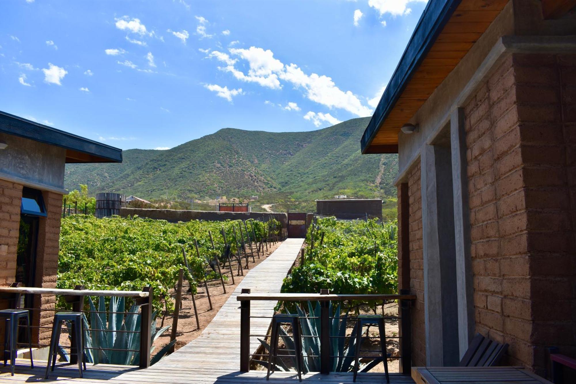 Uvauva Eco-Retreat Bed & Breakfast Valle de Guadalupe Dış mekan fotoğraf