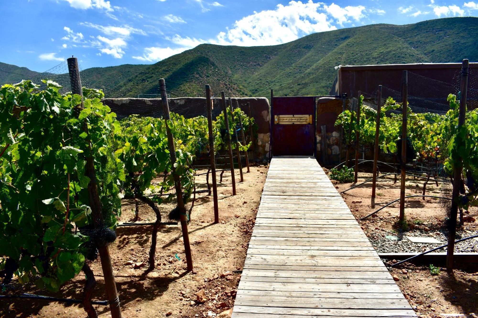 Uvauva Eco-Retreat Bed & Breakfast Valle de Guadalupe Dış mekan fotoğraf
