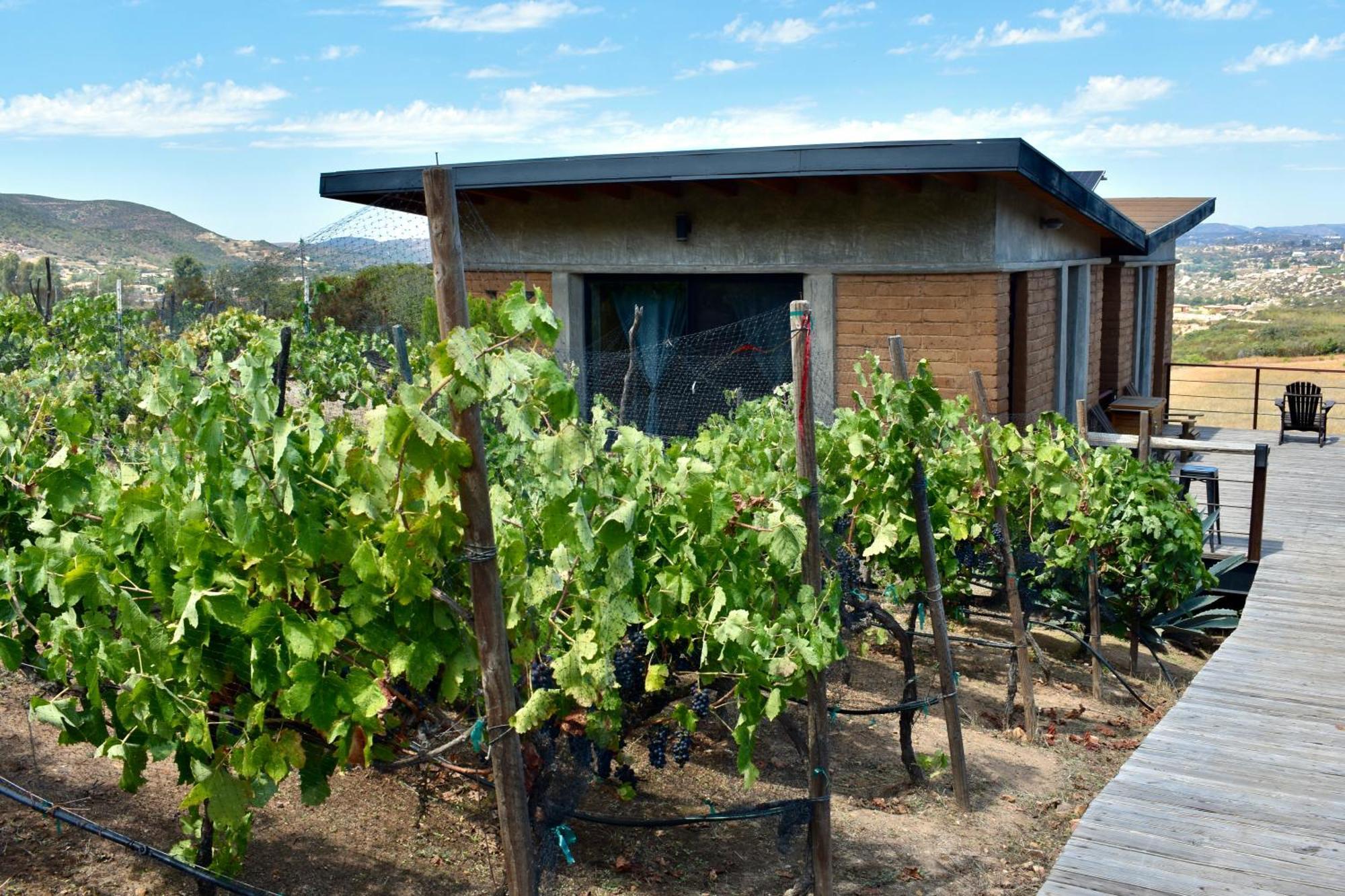 Uvauva Eco-Retreat Bed & Breakfast Valle de Guadalupe Dış mekan fotoğraf